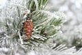 Beautiful winter frost. Branches of pine and cones in nature