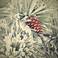 Beautiful winter frost. Branches of pine and cones in nature