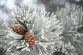 Beautiful winter frost. Branches of pine and cones in nature Royalty Free Stock Photo