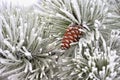 Beautiful winter frost. Branches of pine and cones in nature