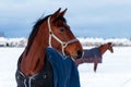 Beautiful winter horse portrait in special warm winter jacket Royalty Free Stock Photo