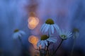 Beautiful winter image with daisies and bokeh lights