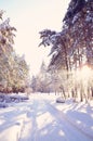 Beautiful winter landscape background with snow covered trees in a cold sunny day.Frosty trees in snowy forest. Royalty Free Stock Photo