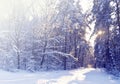 Beautiful winter landscape background with snow covered trees in a cold sunny day.Frosty trees in snowy forest. Royalty Free Stock Photo