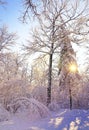 Beautiful winter landscape background with snow covered trees in a cold sunny day.Frosty trees in snowy forest. Royalty Free Stock Photo