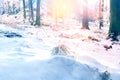 beautiful winter landscape with backlight, snow-covered branches of fir trees, heavy snowfall, swept road, walks in white forest, Royalty Free Stock Photo