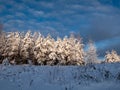 Beautiful winter landscape with big trees completely covered with snow with dark blue contrasting sky Royalty Free Stock Photo