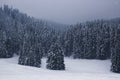 Beautiful winter landscape with blue snow-covered fir trees in t Royalty Free Stock Photo