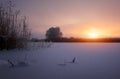 The branches of the tree and reeds are covered with hoarfrost. Royalty Free Stock Photo