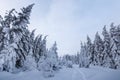 Beautiful winter landscape. Dense mountain forest with tall dark green spruce trees, path in white clean deep snow on bright Royalty Free Stock Photo