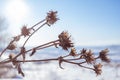 Dry flowers on leaves on a thin branch of a meadow plant against the background of a blue sunny sky and a snowy field Royalty Free Stock Photo