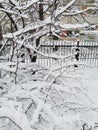 View of fluffy snowy branches of tree and house