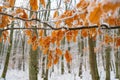 Beautiful winter landscape with forest trees and sunrise. Winter. Beautiful winter panorama with fresh snow. Fantastic Royalty Free Stock Photo