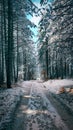 Beautiful winter landscape with forest, trees and sunrise... Royalty Free Stock Photo