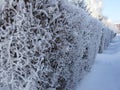 Beautiful winter landscape in forests and parks