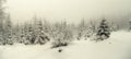 Beautiful winter landscape with fresh snow covered spruce trees Royalty Free Stock Photo