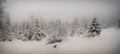 Beautiful winter landscape with fresh snow covered spruce trees Royalty Free Stock Photo