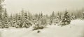 Beautiful winter landscape with fresh snow covered spruce trees Royalty Free Stock Photo