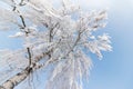 Beautiful winter landscape: Frosty trees in January, Austria. Postcard Royalty Free Stock Photo