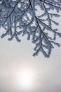 Beautiful winter landscape: Frosty trees in January, Austria. Postcard Royalty Free Stock Photo