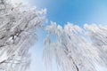 Beautiful winter landscape: Frosty trees in January, Austria. Postcard Royalty Free Stock Photo