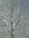 Beautiful view of snowy birch tree, Krasnoyarsk, Russia