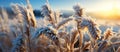 Beautiful winter landscape with frozen grass at sunset. Shallow depth of field