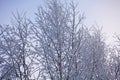 Beautiful winter landscape. Frozen trees in a cold forest in winter against the sky. Christmas background Royalty Free Stock Photo