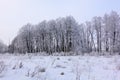 Beautiful winter landscape. Frozen trees in a cold forest in winter against the sky. Christmas background Royalty Free Stock Photo