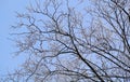 Beautiful winter landscape. Frozen trees in a cold forest in winter against the sky. Christmas background Royalty Free Stock Photo