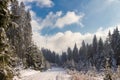 beautiful winter landscape with frozen trees and a forest path background Royalty Free Stock Photo