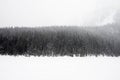 Beautiful winter landscape. A heavy snow storm over a forest. Banff National Park, Alberta, Royalty Free Stock Photo