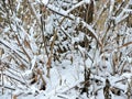 Snow-covered tree branches in a winter forest