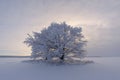 Beautiful winter landscape. lonely snow-covered tree in the field Royalty Free Stock Photo