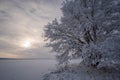 Beautiful winter landscape. lonely snow-covered tree in the field Royalty Free Stock Photo