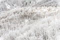 Beautiful Winter landscape Royalty Free Stock Photo