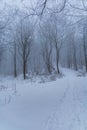 Beautiful winter landscape of mountain trail full of fresh and white snow with trees around Royalty Free Stock Photo