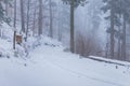 Beautiful winter landscape of mountain trail full of fresh and white snow with trees around Royalty Free Stock Photo