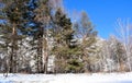 Beautiful winter landscape. Mountains and birches. Siberia. Khakassia. Royalty Free Stock Photo