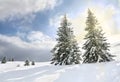 Beautiful winter landscape of mountains in fir tree forest covered hoarfrost and in snow in sun light and glade in snow. Royalty Free Stock Photo