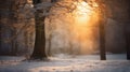 beautiful winter landscape, old trees with snow covered branches, a forest in a morning haze, beautiful nature Royalty Free Stock Photo