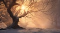 beautiful winter landscape, old trees with snow covered branches, a forest in a morning haze, beautiful nature Royalty Free Stock Photo