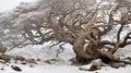 beautiful winter landscape, one decorative tree on a glade in snow covered forest, morning haze, rocks, beautiful nature Royalty Free Stock Photo