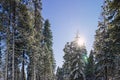 Beautiful winter landscape with pine trees covered with snow Royalty Free Stock Photo