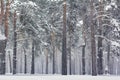 Beautiful winter landscape. pine trees in the forest. Christmas snowfall Royalty Free Stock Photo