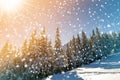 Beautiful winter landscape. Pine trees with snow and frost on mountain slope lit by bright sun rays on colorful blue sky and falli Royalty Free Stock Photo