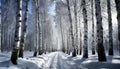 Footpath in a Forest with Snow and Birch Trees - Generative Ai