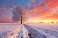 Beautiful Winter landscape at a rural field at sunset - stock concepts Royalty Free Stock Photo