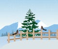 Beautiful winter landscape scene with pine tree and robin in fence Royalty Free Stock Photo