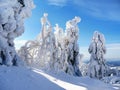 Winter Landscape Snow Covered Trees Blue Sky Royalty Free Stock Photo